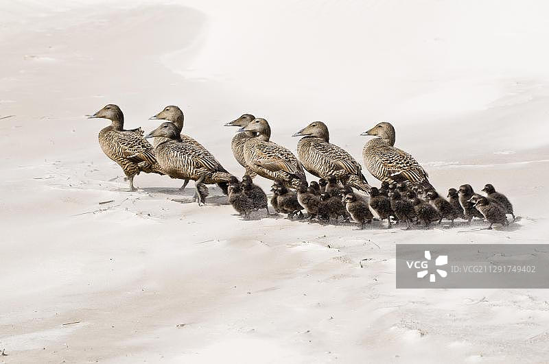 德国石勒苏益格-荷尔斯泰因叙尔特岛海滩上的鸭子图片素材
