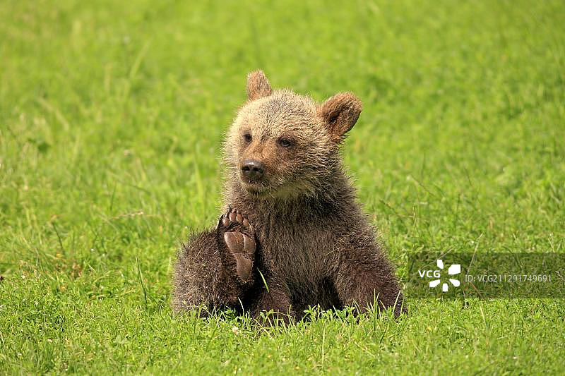 棕熊（Ursus arctos）幼崽，圈养，位于德国巴登-符腾堡州，欧洲图片素材