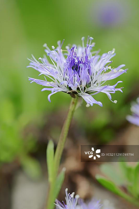 心叶球菊，花朵，德国北莱茵-威斯特法伦州，欧洲图片素材