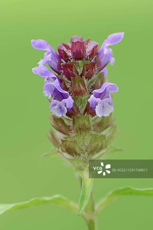 夏枯草（Prunella vulgaris），德国北莱茵-威斯特法伦图片素材