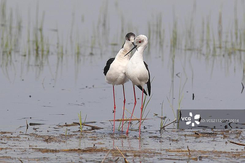 黑翅长脚鹬交配后在奥地利湿地互啄图片素材