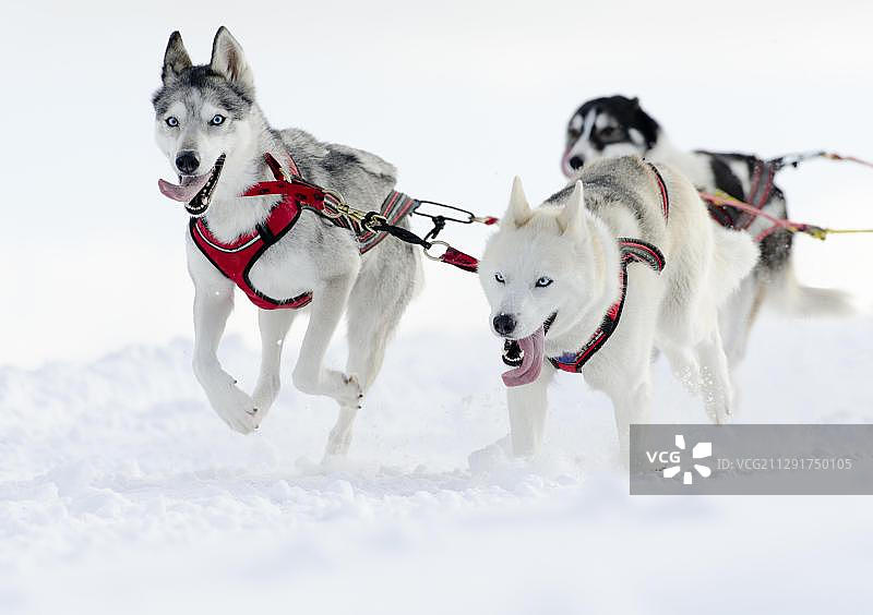 三只雪橇犬：西伯利亚哈士奇，雪橇犬比赛，德国下萨克森州图片素材