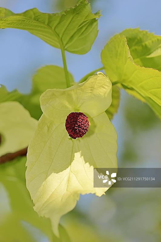 珙桐树，中国原生植物图片素材