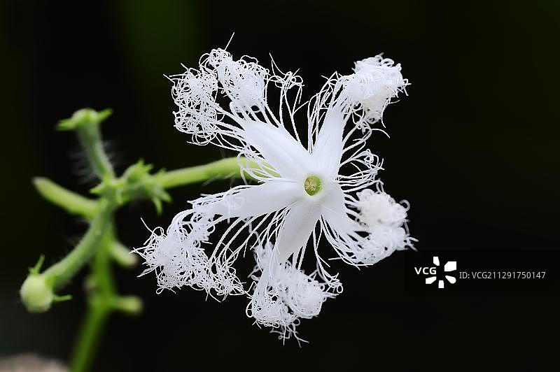 蛇瓜或瓜(Trichosanthes cucumerina var anguina),花,德国北莱茵-威斯特法伦图片素材