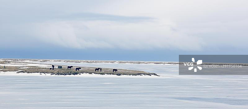 冰岛雪地牧场中的冰岛马图片素材