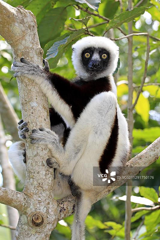 captive, 马达加斯加, 非洲图片素材