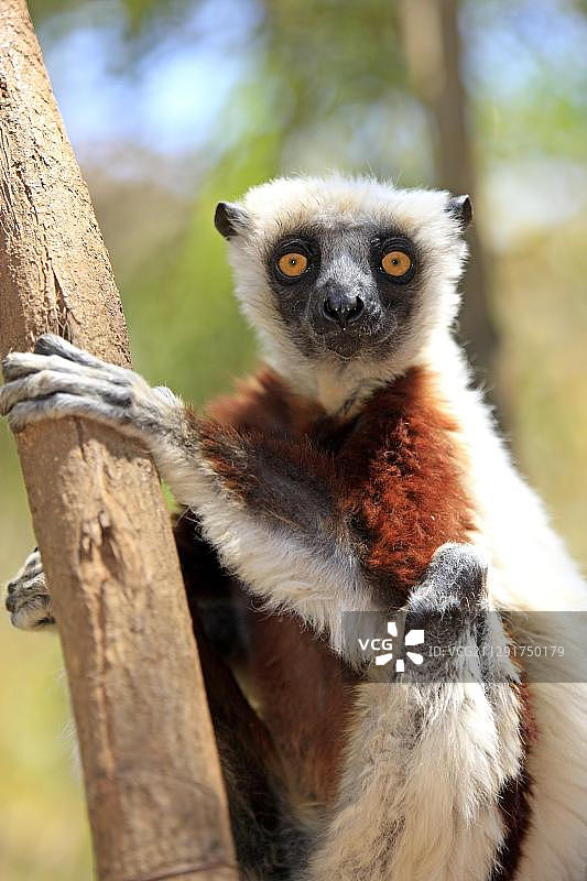 captive, Berenty Reservat, Madagascar, Africa图片素材