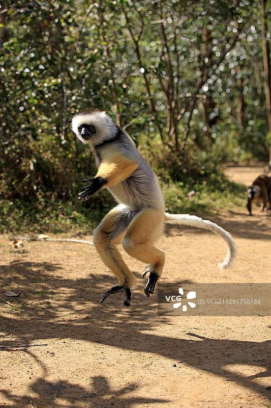 冕狐猴跳跃，圈养，马达加斯加，非洲图片素材