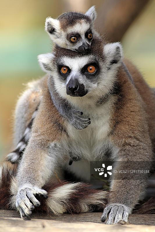 环尾狐猴，带着幼崽的雌性，非洲马达加斯加贝伦蒂保护区图片素材