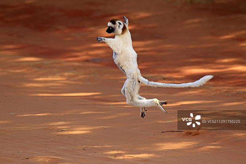 马达加斯加贝伦蒂保护区跳跃的弗氏冕狐猴图片素材