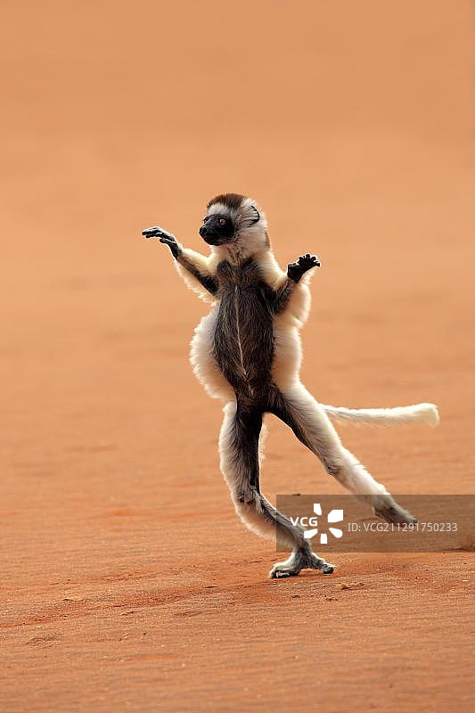 马达加斯加贝伦蒂保护区跳跃的弗氏冕狐猴图片素材