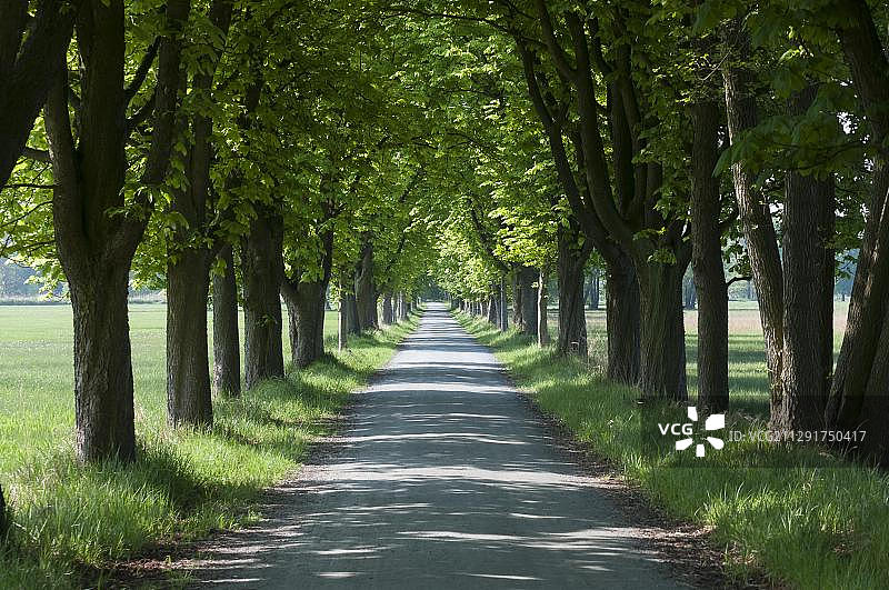 德国黑森州：春天的栗树大道图片素材