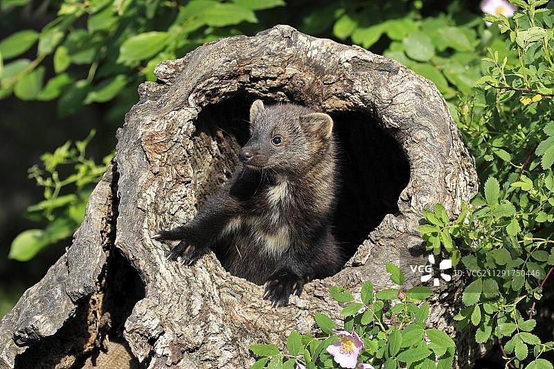 渔貂幼崽（14周大）图片素材