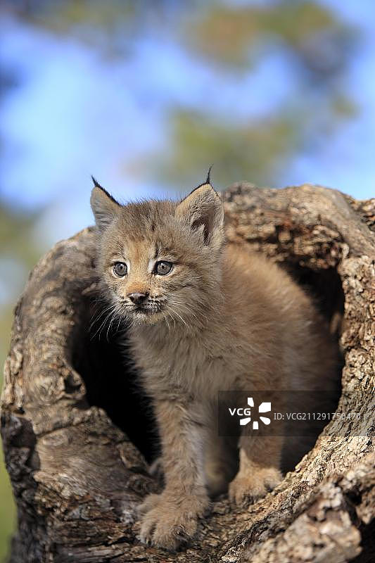 加拿大猞猁幼崽图片素材