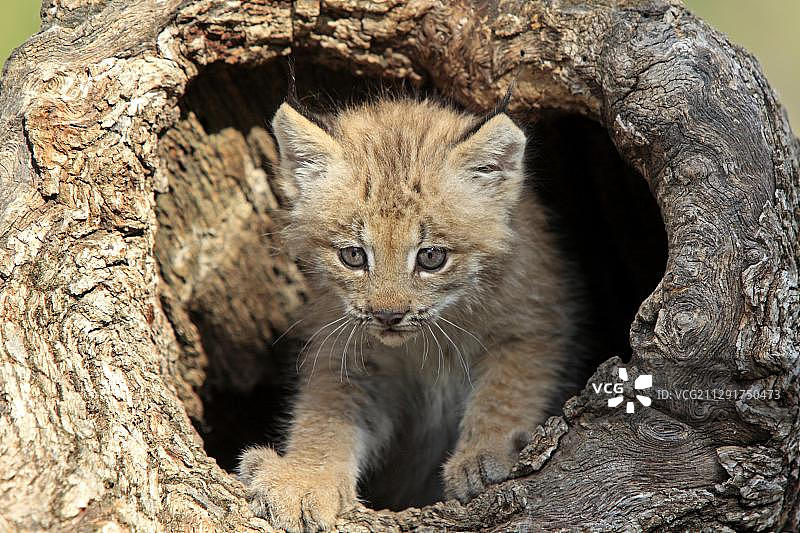 加拿大猞猁幼崽图片素材