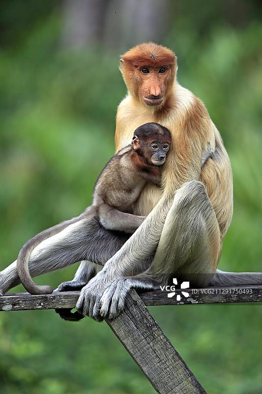 长鼻猴母子，位于马来西亚沙巴州婆罗洲拉卜克湾的树上图片素材