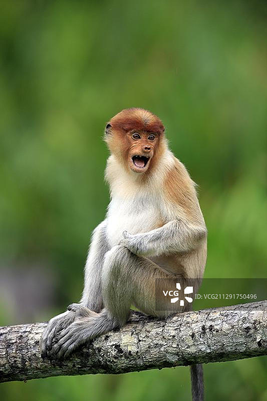 长鼻猴幼猴，纳闽湾，沙巴，婆罗洲，马来西亚图片素材