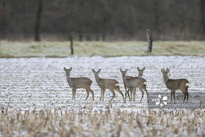 欧洲狍在德国下萨克森州埃姆斯兰县的冬季田野图片素材
