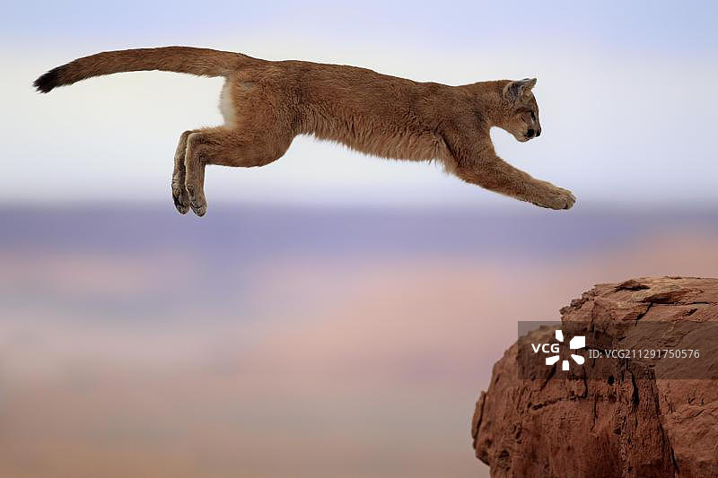 成年美洲狮跳跃，圈养，纪念碑谷，科罗拉多高原，犹他州图片素材