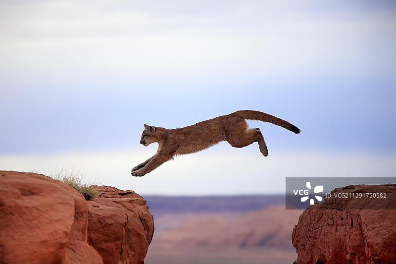 成年美洲狮跳跃，圈养，纪念碑谷，科罗拉多高原，犹他州图片素材