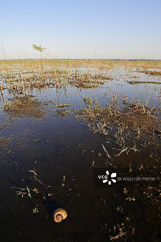 福寿螺，美国佛罗里达州图片素材