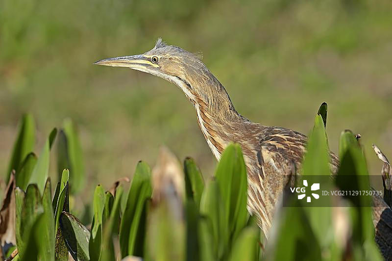 美洲麻鸭，位于美国佛罗里达州大沼泽地国家公园图片素材