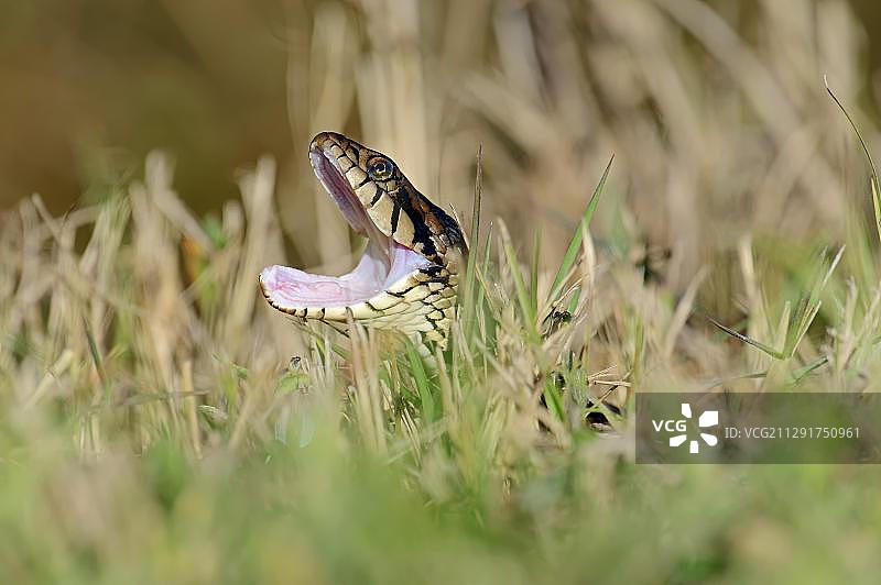 张开嘴的佛罗里达带状水蛇图片素材