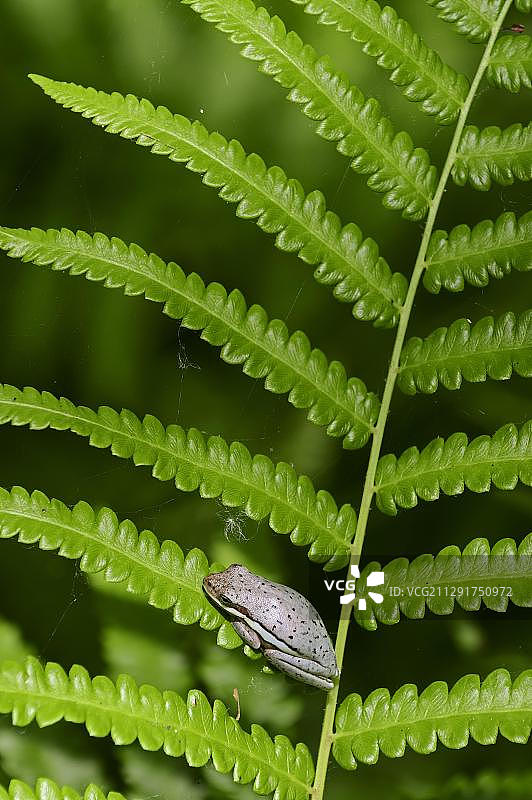 栖息在蕨类植物上的美洲绿树蛙，位于美国佛罗里达州的螺旋沼泽保护区图片素材