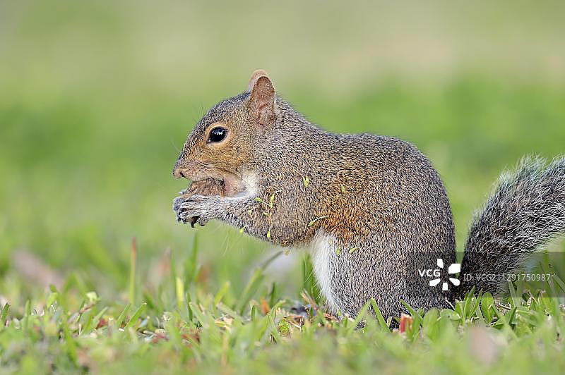 松鼠，美国佛罗里达州图片素材