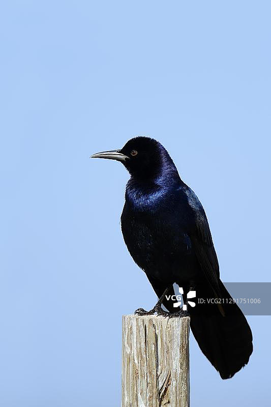 栖息在美国佛罗里达州篱笆上的鹊鸲（雄性）图片素材