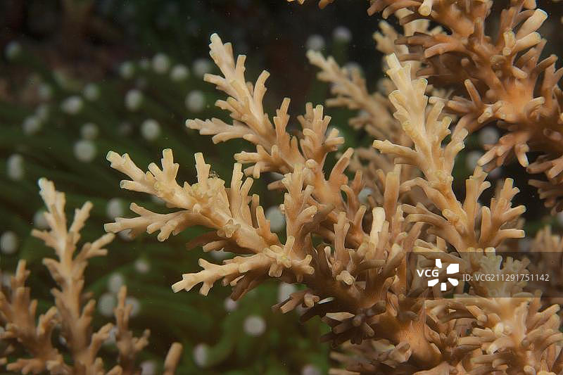 大堡礁的石珊瑚细节，澳大利亚昆士兰州图片素材