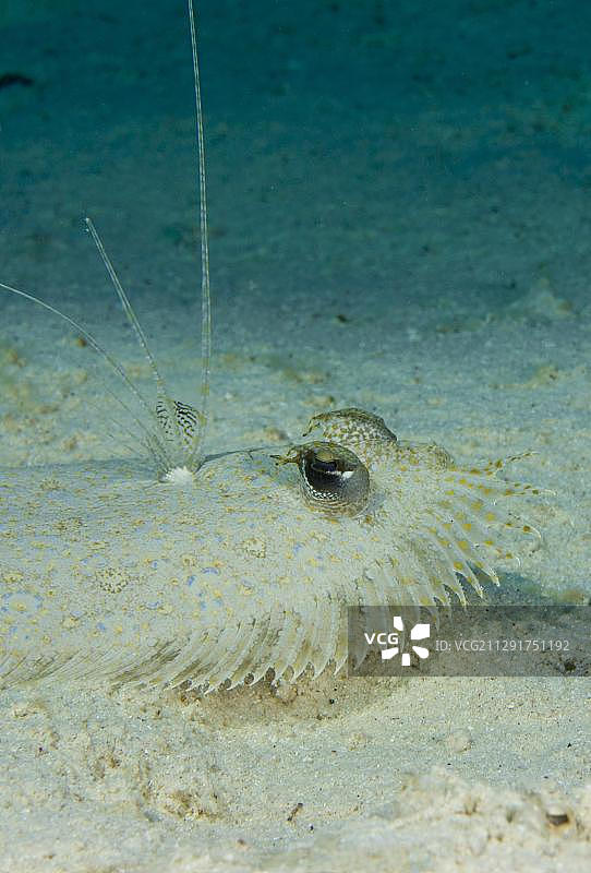 豹鲆，亚洲菲律宾民马罗巴海床图片素材