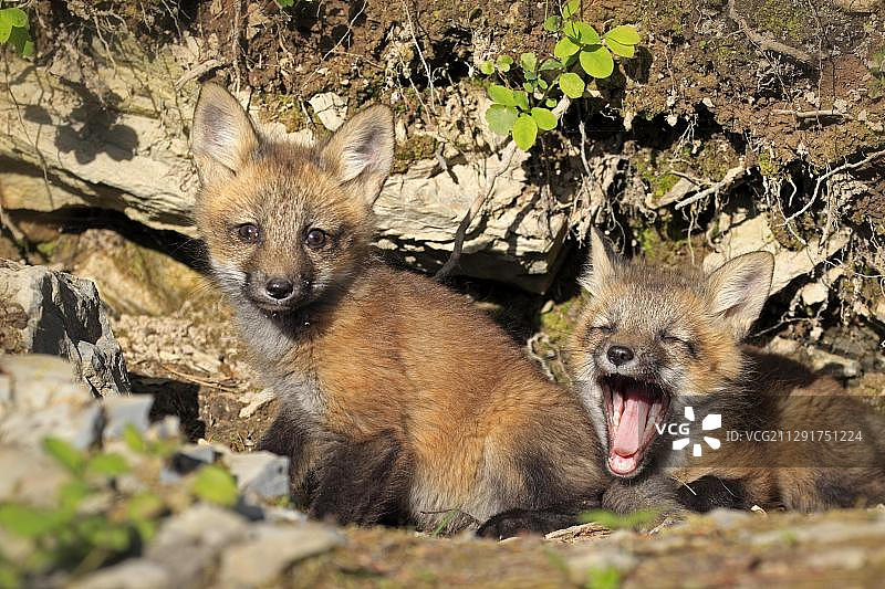 在美国蒙大拿圈养的十周大的红狐幼崽坐在巢穴前图片素材