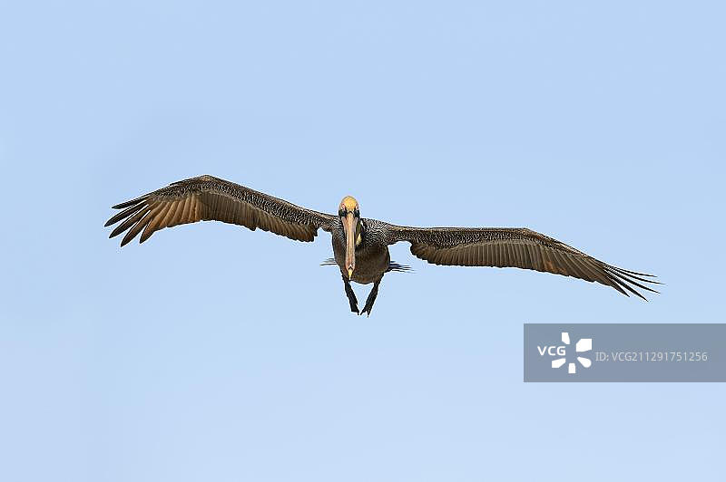 褐鹈鹕在萨尼贝尔岛飞行图片素材
