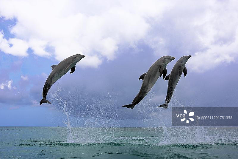 三只宽吻海豚（瓶鼻海豚），跳跃，圈养，罗阿坦，海湾群岛省，洪都拉斯，中美洲图片素材