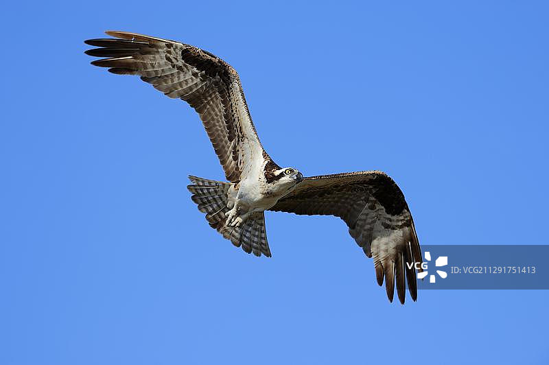 飞翔的鱼鹰，美国佛罗里达州大沼泽地国家公园，北美图片素材