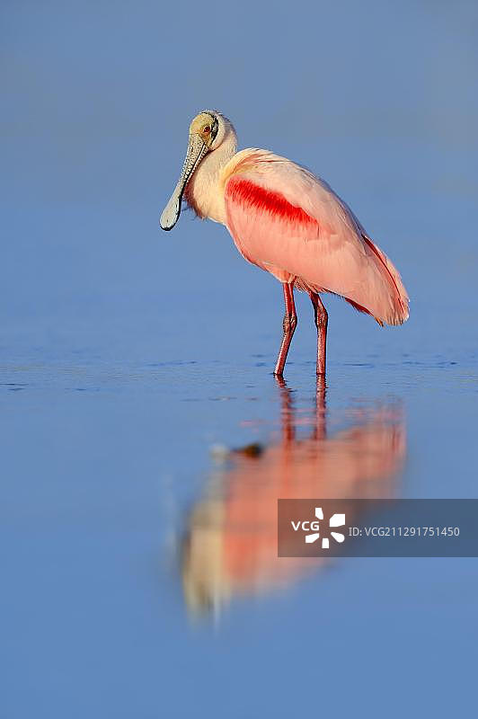站立在水中的美洲红鹮，美国佛罗里达州，北美洲图片素材