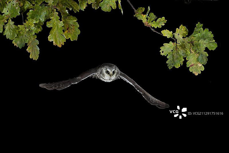 德国图林根州飞行的北极猫头鹰图片素材