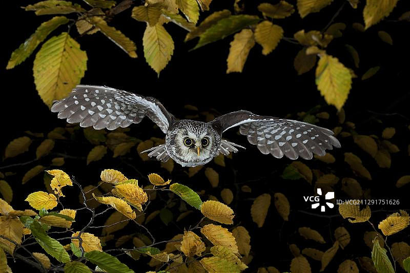 德国图林根州飞行的北极猫头鹰图片素材