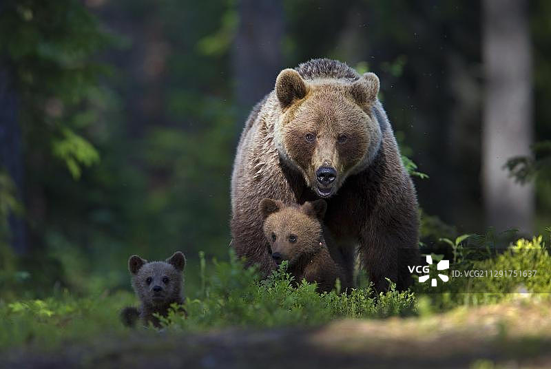 棕熊母子，芬兰卡累利阿图片素材
