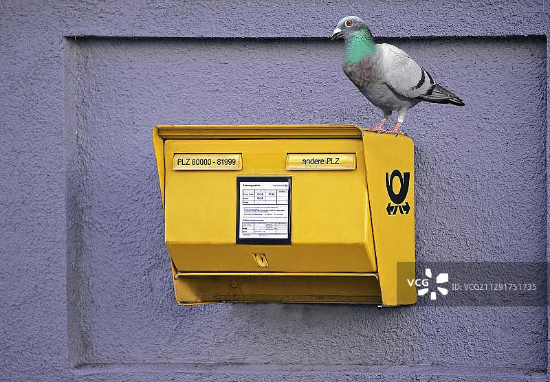 家鸽停留在德国黄色邮箱上，慕尼黑，德国图片素材