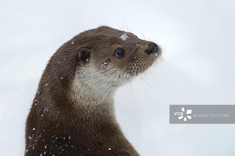欧亚水獭：巴伐利亚森林国家公园动物围栏图片素材