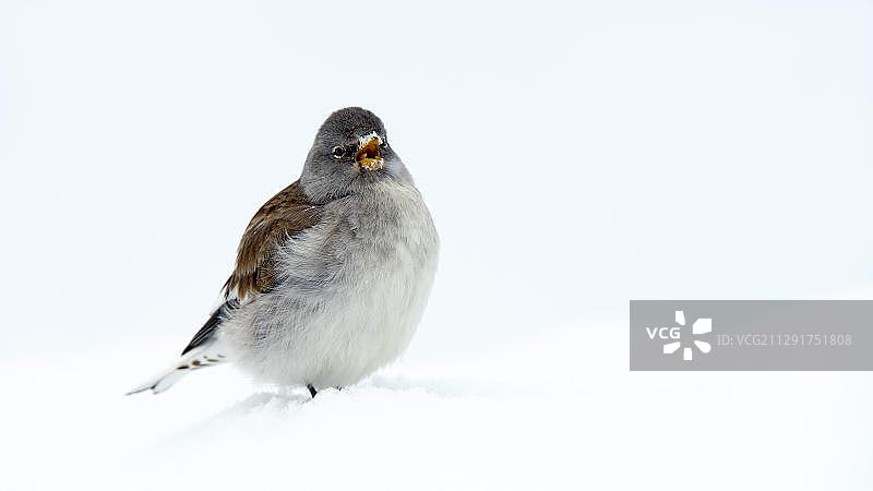 白翅雪雀，欧洲奥地利蒂罗尔卡尔文德尔山脉图片素材