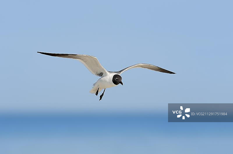 北美美国佛罗里达飞行的笑鸥图片素材