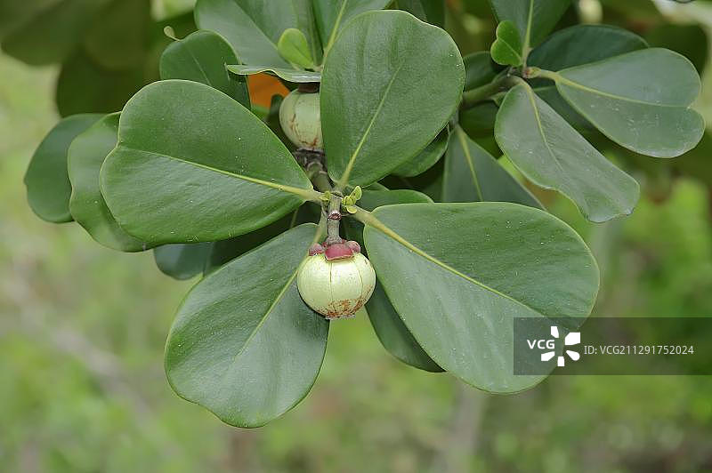苹果树，佛罗里达州，美国图片素材