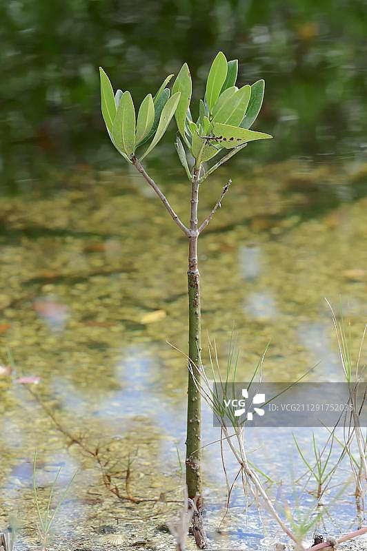 红树林，美国佛罗里达州萨尼贝尔岛，北美洲图片素材