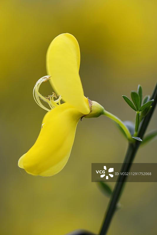 金雀花，位于德国下萨克森州埃姆斯兰哈伦图片素材