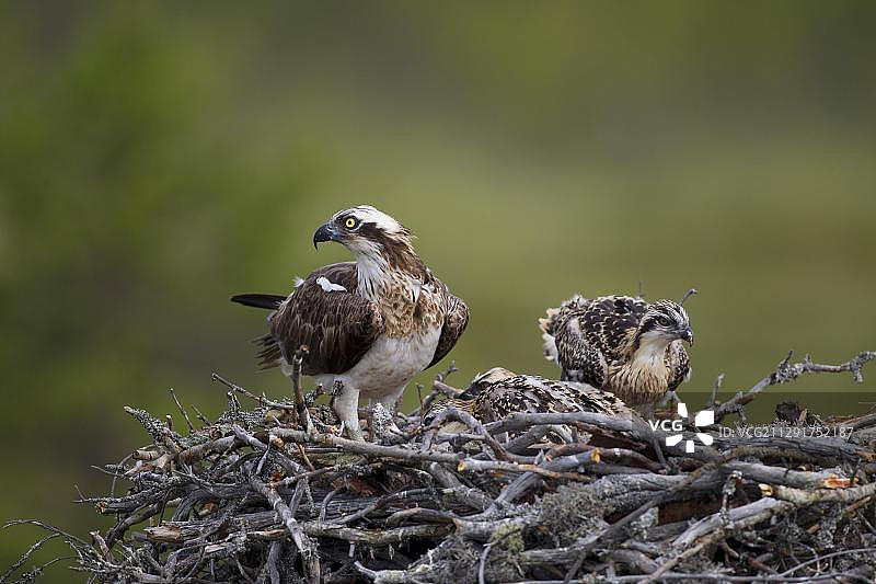 鱼鹰或海鹰（Pandion haliaetus）在具有幼鸟的巢穴中，卡亚尼分区，芬兰，欧洲图片素材