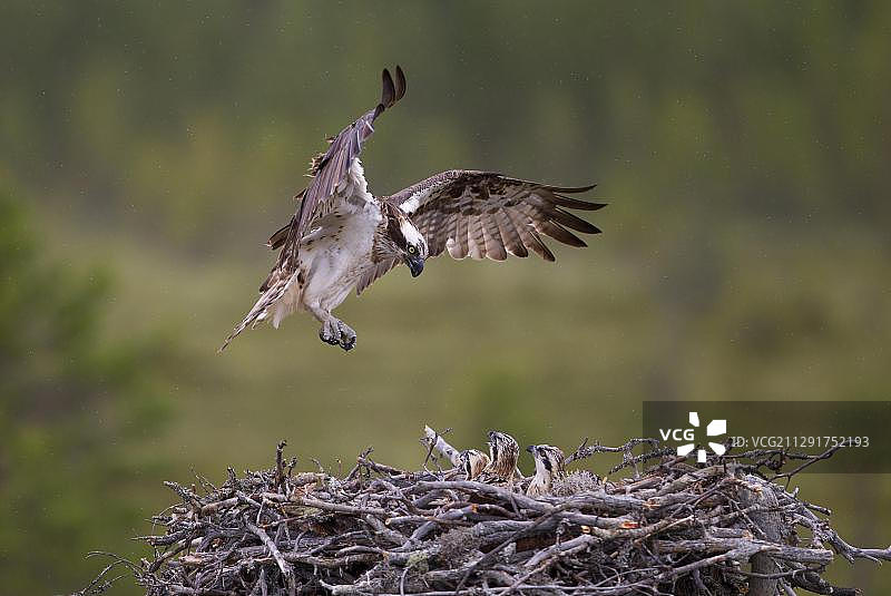 在芬兰卡亚尼次区域准备降落在巢上的鹗图片素材