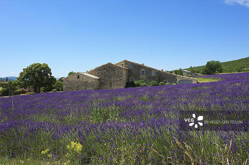薰衣草田里的房子，法国普罗旺斯图片素材